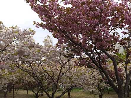 祝津の桜