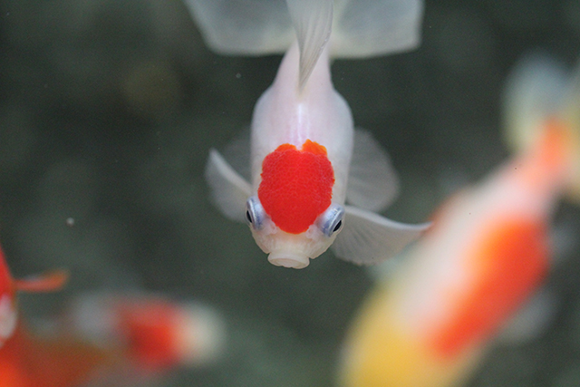 金魚　goldfish