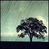 tree_on_the_rain.gif