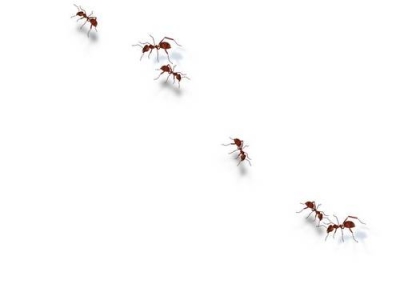 アリの行列