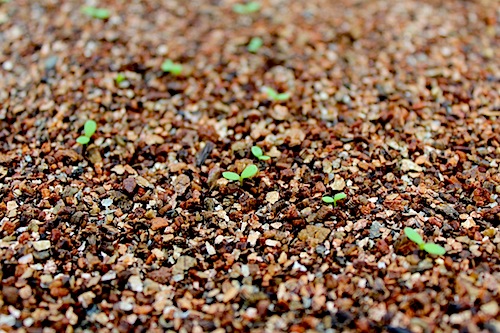 マーガレット　育種　生産　販売　松原園芸　Argyranthemum frutescens