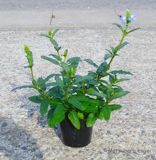 ボックセージ　Salvia uliginosa　宿根草　　生産　販売　松原園芸　直売　