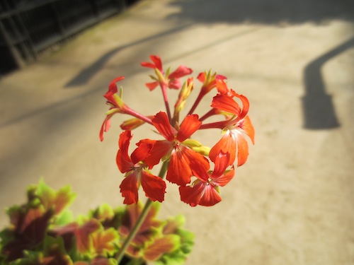 モミジバゼラニウム『バンクーバセンティニア』Pelargonium × hortorum　　生産　販売　松原園芸　直売　