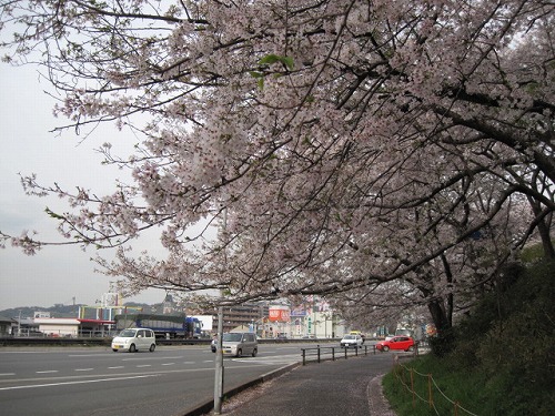 ２０１４春☆足高山公園下駐車場の桜