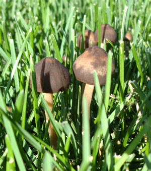 mushroom06201402.jpg