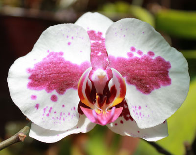 orchidmorph01.jpg