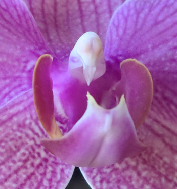 orchidmorph06.jpg
