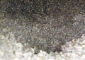 巣内の兵蟻