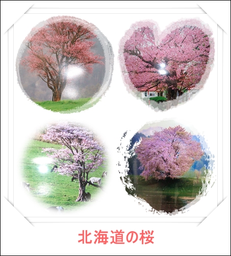 北海道の桜
