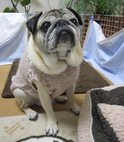 冷えないようセーターを編んであげた