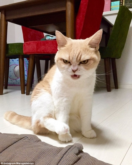 【画像・小ネタ】ダークサイドに堕ちたような眼差しの日本の猫が海外で話題にｗｗｗｗ