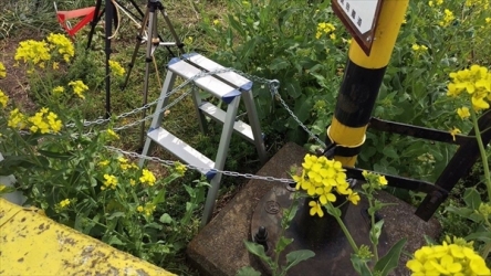 菜の花を踏み荒らして場所取りした『撮り鉄』に真岡鉄道が異例の警告！「撮り鉄はもう来ないで」