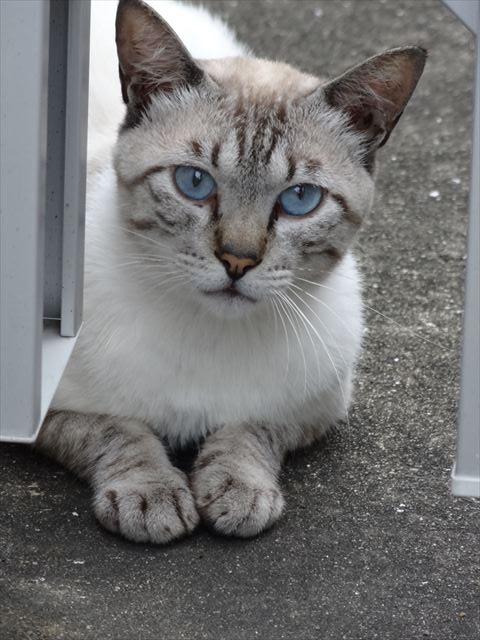 きまぐれ 時々写真 青い目の猫 14