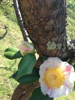 梅林公園 梅まつり 花