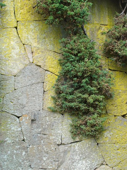 緑の苔生す石垣