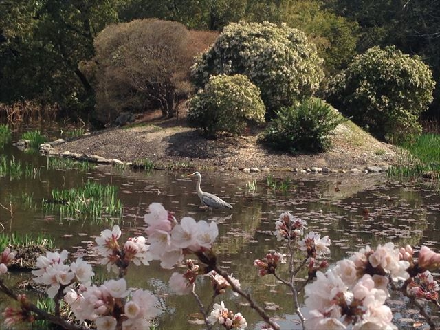 水面に映る桜が美しい隠れた（？）名所！　勧修寺　京都桜散歩2014　その３
