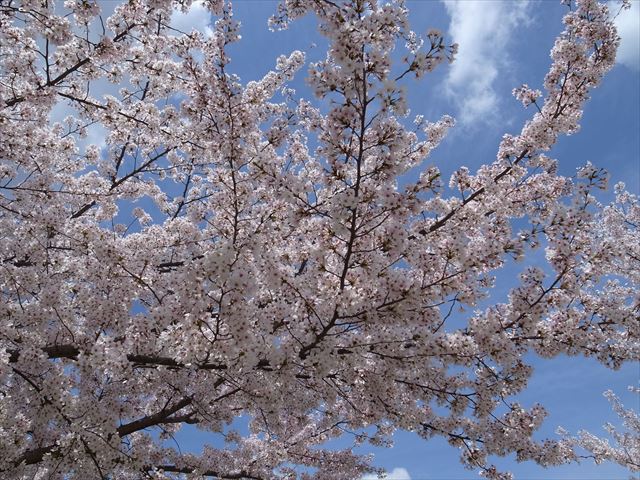 扇町公園　桜満開　ご近所探訪　その１２７