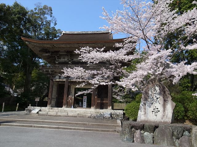 琵琶湖と国宝と桜の豪華共演！　三井寺　湖国再発見２０１４春　その１　