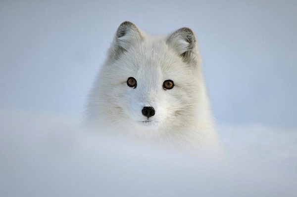 冬景色の中の動物たちのステキな瞬間 Newstopiart